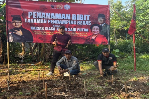 Kaisar Tanam Ratusan Talas-Singkong di Kroya, Dukung Ketahanan Pangan