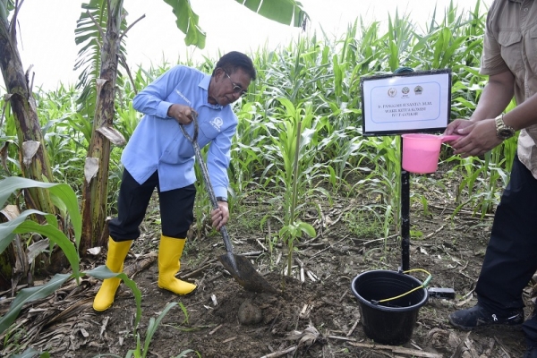 Sonny Dorong Pengembangan Tanaman Sukun Dalam Program Rehabilitasi Hutan dan Lahan