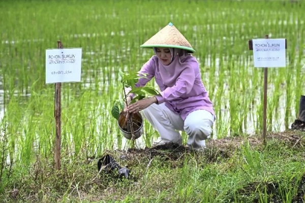 Sarifah Ainun Jariyah Inisiasi Program Mega Tani Dukung Kedaulatan dan Diversifikasi Pangan Lokal