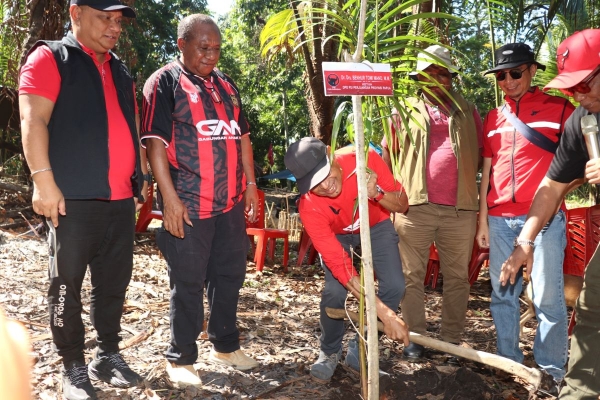 Jaga Ketahanan Pangan Lokal, DPD PDI Perjuangan Papua Tanam Sagu di Jayapura