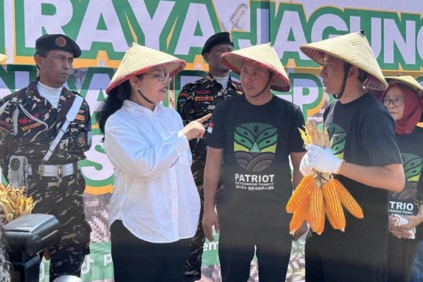 Sinergi Ketahanan Pangan: GP Ansor Kota Semarang Gelar Panen Raya Jagung di Lahan Satu Hektare