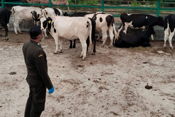 Alex Indra Lukman Minta Kementan Desain Ulang Skema Pemenuhan Daging Ternak Ruminansia