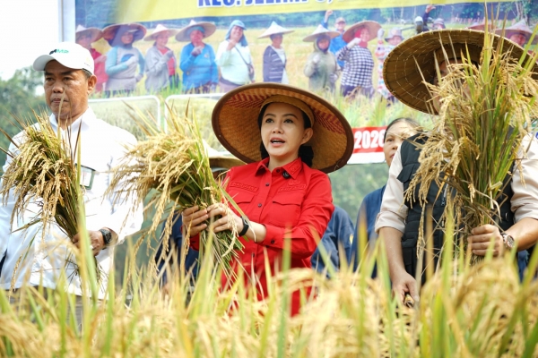 Bupati Karolin Dorong Petani Landak Jadi Penangkar Benih Padi Mandiri