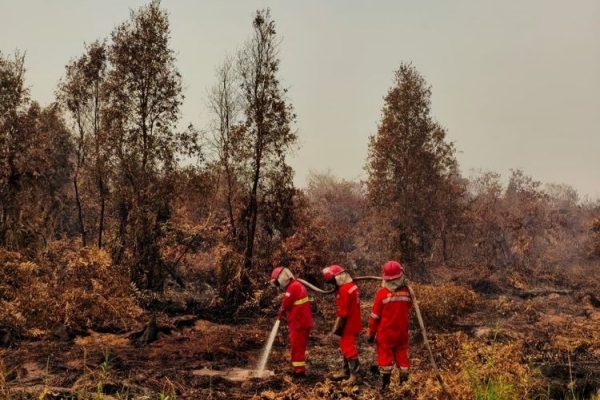 Sentil Ketamakan Manusia, Puisi Samuel Wattimena untuk Hutan Kalimantan Menyentuh Hati