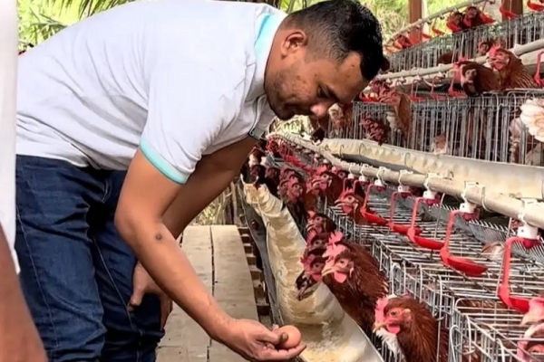 Jamaluddin Idham Salurkan Bantuan Ayam Petelur Bagi Kelompok Tani di Sejumlah Daerah Aceh