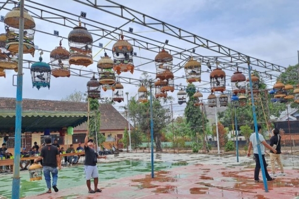 Doding Rahmadi Dukung Gantangan Perkutut Trenggalek Gerakkan Ekonomi Lokal