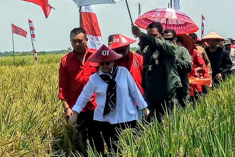 Jokowi Sukses Wujudkan Reformasi Agraria & Kedaulatan Pangan