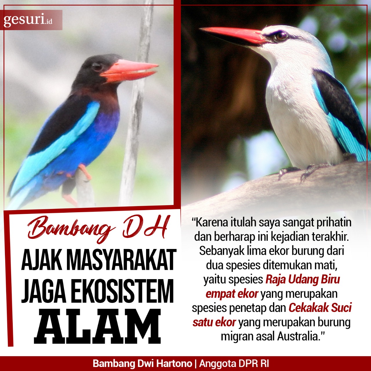 13+ Burung udang biru terupdate