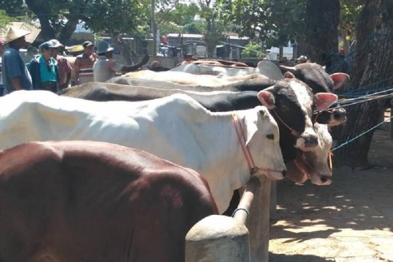 Cegah Antraks, Bupati Sri Tutup Pintu Bagi Sapi Gunung Kidul