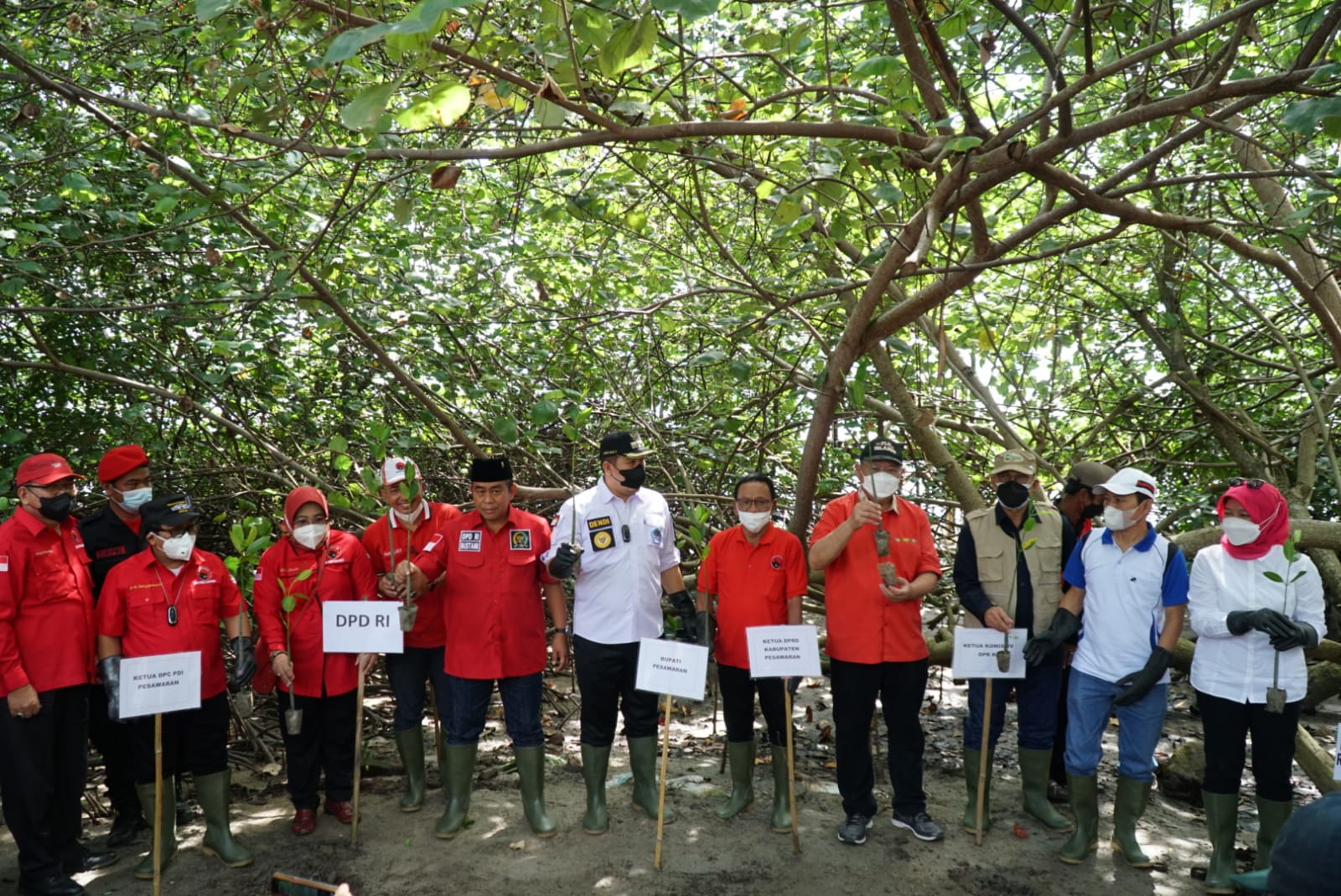  Tak Bosan Banteng Lampung Tanam Mangrove di Pesawaran 