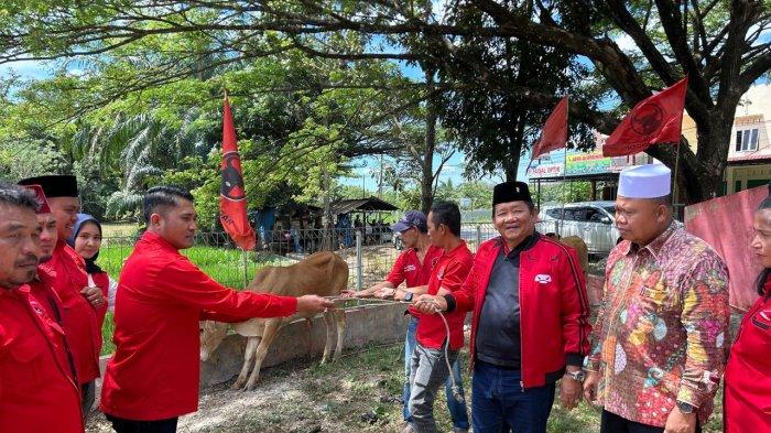Rapidin Simbolon Serahkan Seekor Sapi Kurban Untuk Warga Sibolga