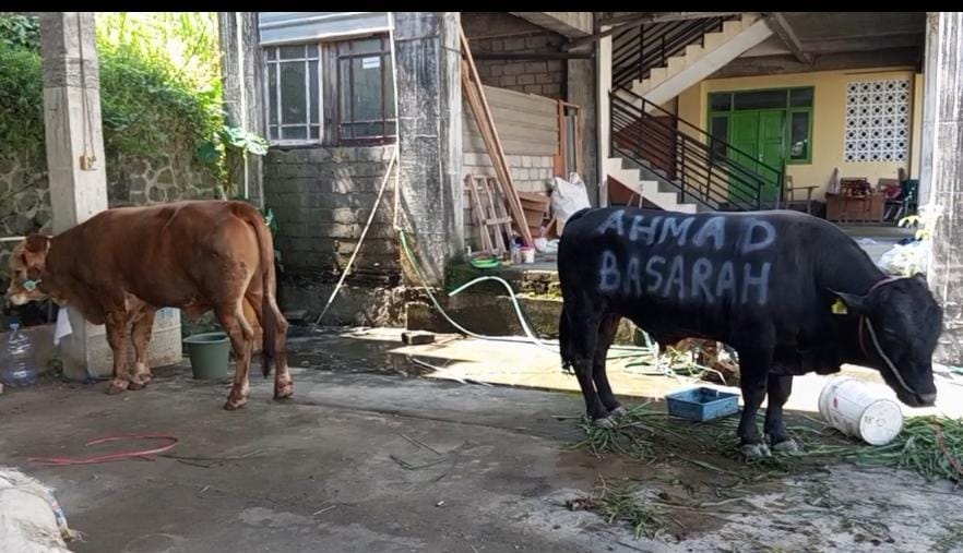 Bobot Hampir 1 Ton, Ahmad Basarah Serahkan 4 Ekor Sapi Qurban di Malang Raya