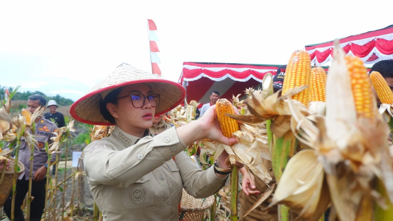 Karolin Gelar Panen Perdana Jagung, Produktivitas Lampaui Rata-Rata Nasional