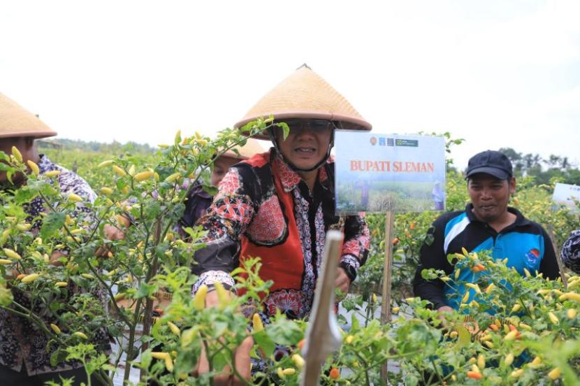 Danang Maharsa Pimpin Panen Raya Cabai dan Semangka di Kalurahan Banyurejo