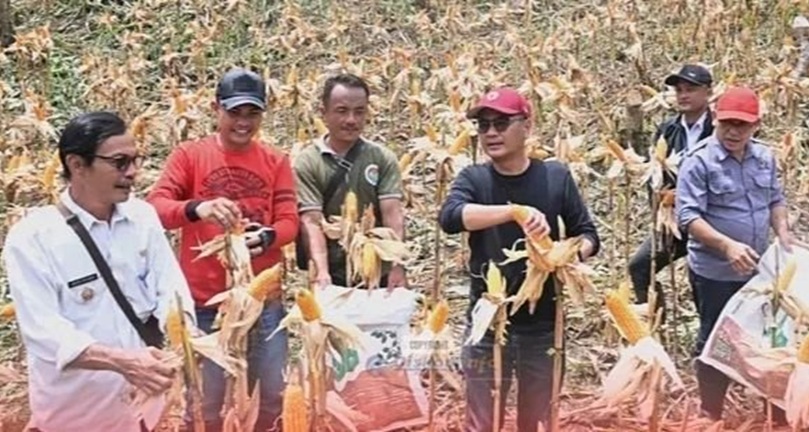 Ya’atulo Gulo Dorong Kemandirian Pangan Desa Lewat Panen Jagung di Nias