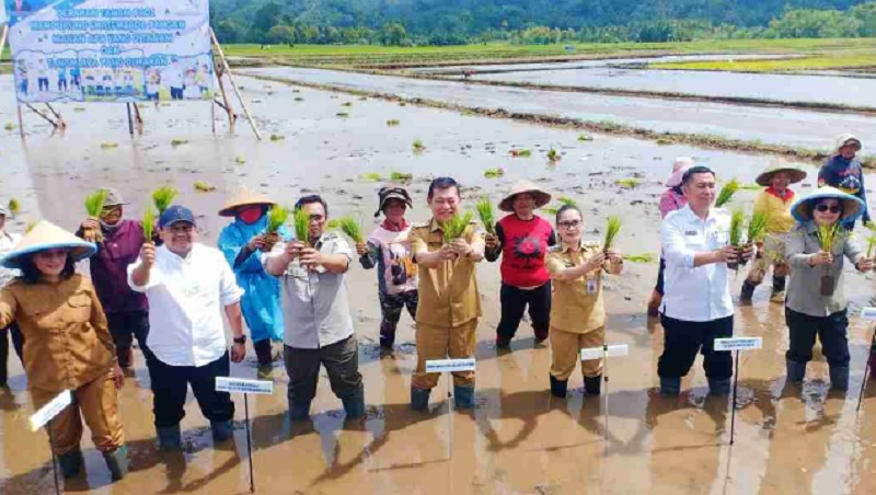Gerakan Tanam Padi di Minahasa, Vanda Sarundajang Apresiasi Dukungan Kementan