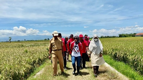 Dewi Aryani Bina Petani Tegal: Panen Melimpah, Petani Lebih Sejahtera